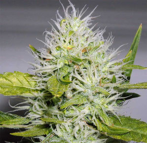 Weibliche Hanf Cannabis Blüte in ca. der 6 Woche der Blütephase