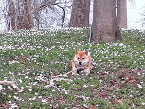 Shiba in Buschwindröschen