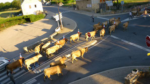 Gabriac, transhumance,aubrac,estive,compostelle,gr620