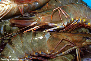 Speisegarnelen (Panaeidae). Foto: flickr.com Roberto Verzo