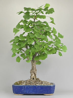 Bonsai Solitär Fächerblattbaum, Ginkgo biloba
