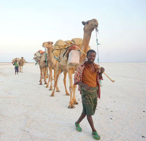 dictée cm2 désert danakil chameaux