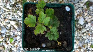 Kleine Anemone in 10cm-Topf, nur Blätter