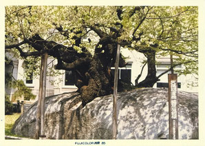 石割桜
