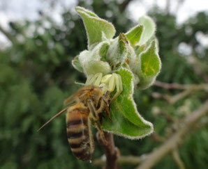 Prédation par l'araignée crabe (photo Ugo)