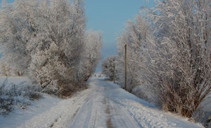 Weidenweg zur Ostsee