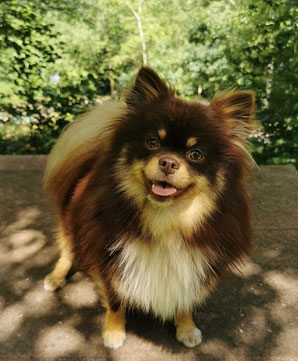 Pomeranian Hündin Aysha von der Arnold's Eiche.