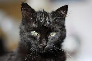 Foto des Gesichtes einer sehr jungen schwarzen Katze. Sie schaut nicht sonderlich erfreut in die Kamera. 