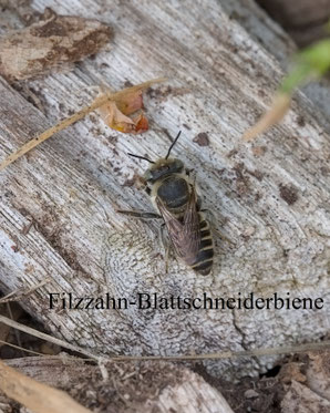 Stiftung Umwelt- und Naturschutz Schmittmann Wildbienen Graue Sandbiene Blattschneiderbiene Mörtelbiene Rote Maskenbiene Extensivierung Renaturierung Wasserturm Ginnick NABU Düren