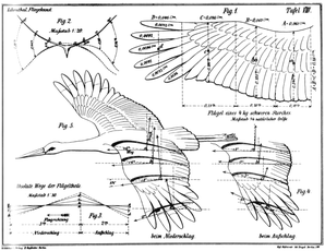 Zeichnung Lilienthals in seinem Buch "Der Vogelflug als Grundlage der Fliegenkunst", 1889. Q.: Wikipedia