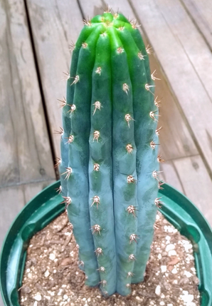 San Pedro Trichocereus peruvianus サンペドロ　青緑柱　トリコセレウス　ペルヴィアヌス