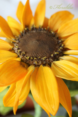 Gumpaste Sunflower by Floralilie