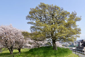 清水ケ丘公園　見晴らし台のエノキ