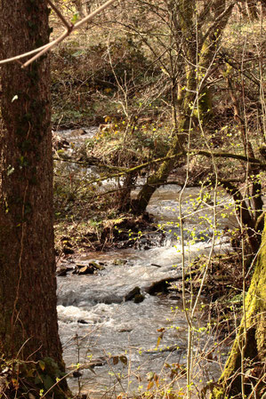 Im Naturschutzgebiet Pfinzquellen zwischen Ittersbach und Pfinzweiler (G. Franke, 28.03.2023)