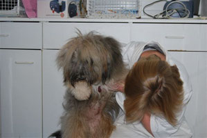 Kirana und  Tierärztin
