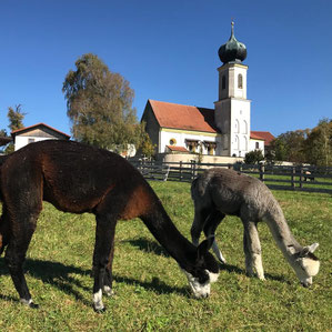Alpakas auf der Weide am Pointnerhof mit der Kirche im Hintergrund