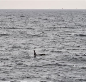 Orca's