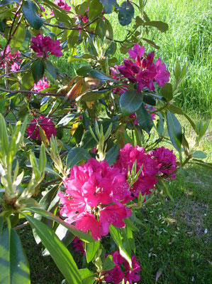 Blumen 11.06.10 Geschäftsausflug