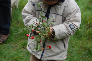 Les ânes de Madame - Randonnée à thème en Sologne et en Val de Loire - Sortie à la découverte des plantes sauvages et comestibles de Sologne