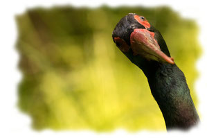 Vögel