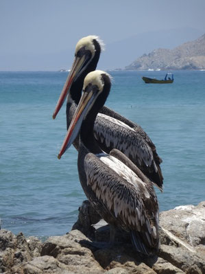 Couple de Pélicans thage, Chili (photo ugo)