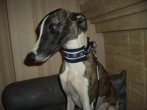 Gipsy le whippet