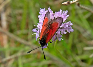 Thymian-Widderchen, Foto: Robert Bradish