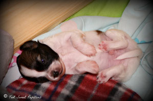 3 Wochen / 3 weeks