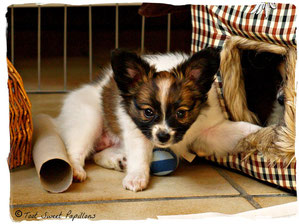 7 Wochen / 7 weeks