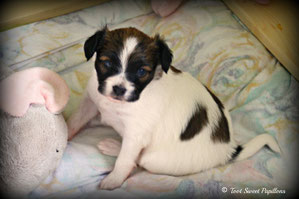 3 Wochen / 3 weeks