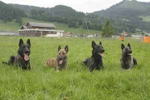 v.l.n.r. Faron, Estrella, Flash und Amanda