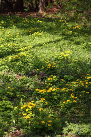 ヤマブキソウはすべて植栽されたものとその子孫