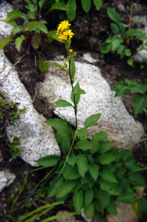 ミヤマアキノキリンソウ (深山秋の麒麟草)