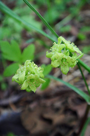 レンプクソウ　5面に花をつける不思議な植物