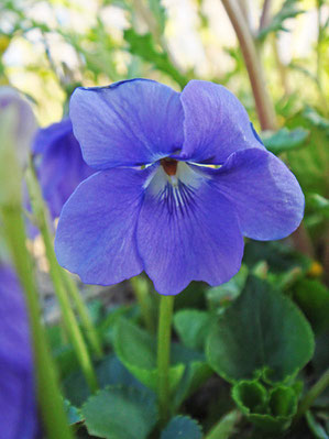 イソスミレの花の正面　側弁は無毛です