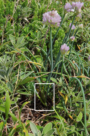 モモイロイズアサツキの花茎と葉の出方にも注目してみた