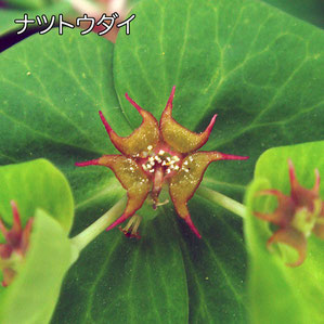 ナツトウダイの腺体は鋭い三日月形