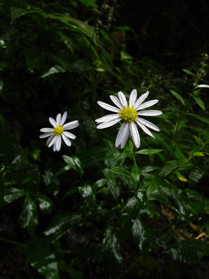 ユウガギク (柚香菊)