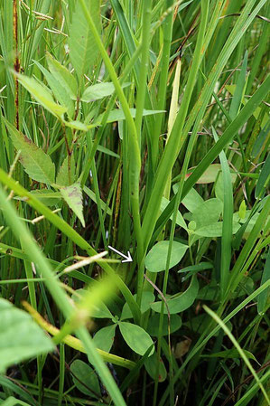 葉の基部は鞘状になり茎を抱きます（矢印部）