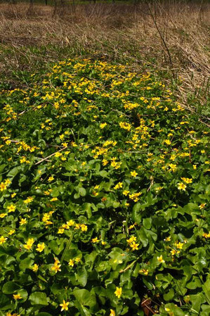 リュウキンカ (立金花)　キンポウゲ科