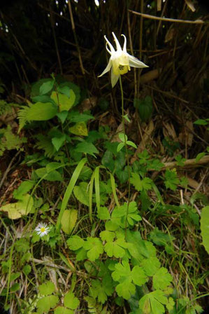 キバナノヤマオダマキ (黄花の山苧環)