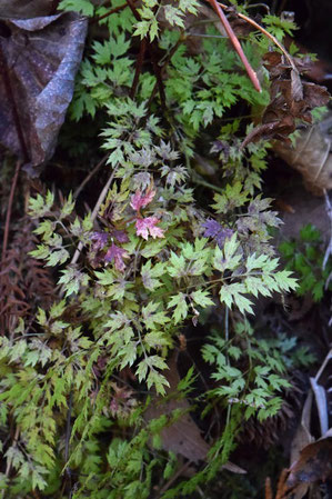 コセリバオウレンの葉　花をつけていない...