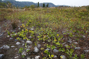 カワラノギクの自生地は砂利や砂が堆積し、クズがはびこっていた。