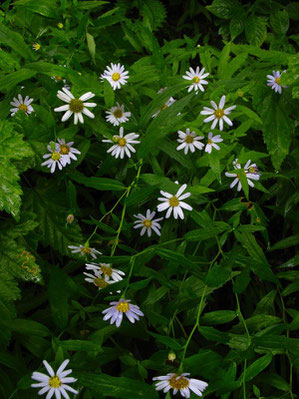 ハコネギク　(箱根菊)　キク科