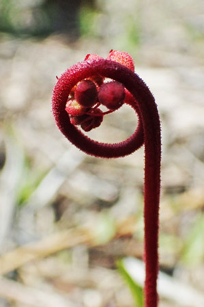 トウカイモウセンゴケ　淡紅色の美しい花が見られるのはまだ少し先