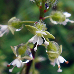 ミズタマソウの花　花弁は2個で2裂します　2009.08.02　長野県北安曇郡　alt=750m