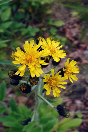 ミヤマコウゾリナの花