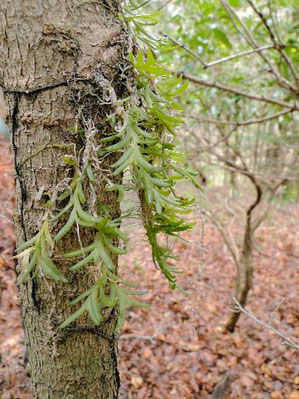 ヨウラクラン (瓔珞蘭)　花はまだありません