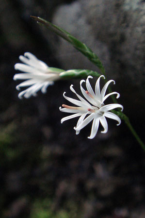 キッコウハグマ　見頃の花がたくさんありました