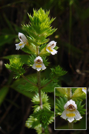 タチコゴメグサ (立小米草)　ハマウツボ科